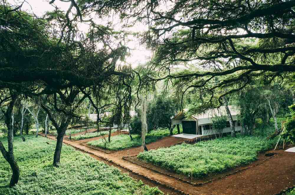 TentsunderAcaciaTrees a — Images from the Ngorongoro Conservation Area accommodations itinerary in Tanzania