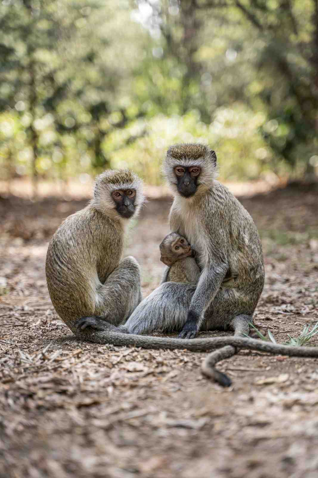 ArushaCoffeeLodge Animalonground1 — Images from the Arrival in Nairobi – Nairobi National Park & City Highlights accommodations itinerary in Tanzania