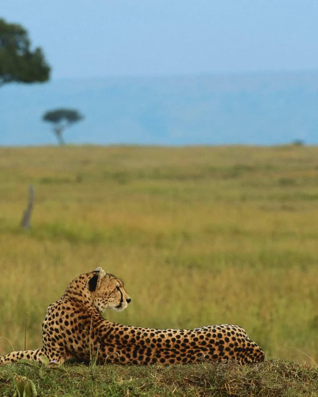 7 Days Kenya Classic Safari
