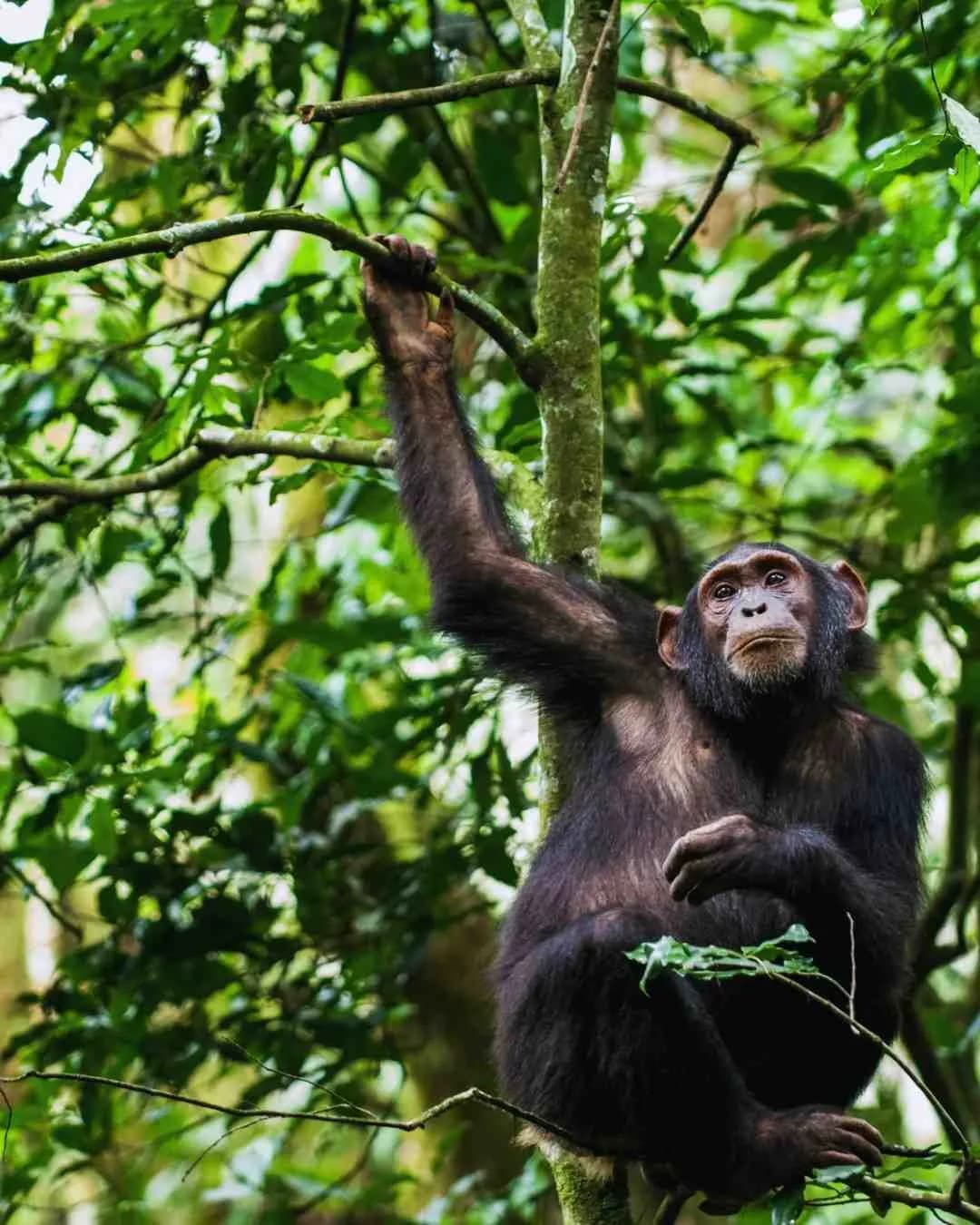 6-Day Luxury Gorilla Chimpanzee Safari