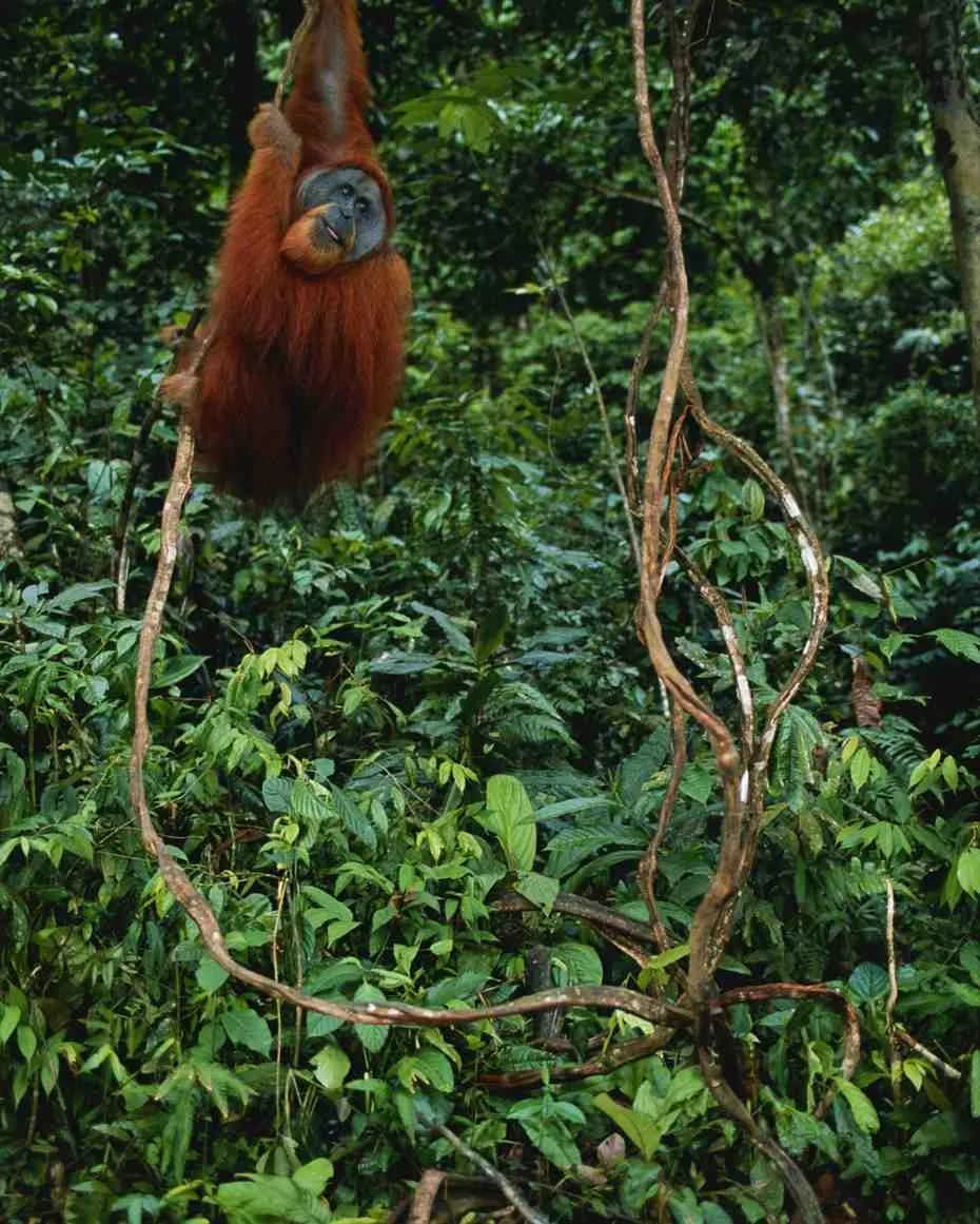 6-Day Midrange Gorilla Chimpanzee Safari