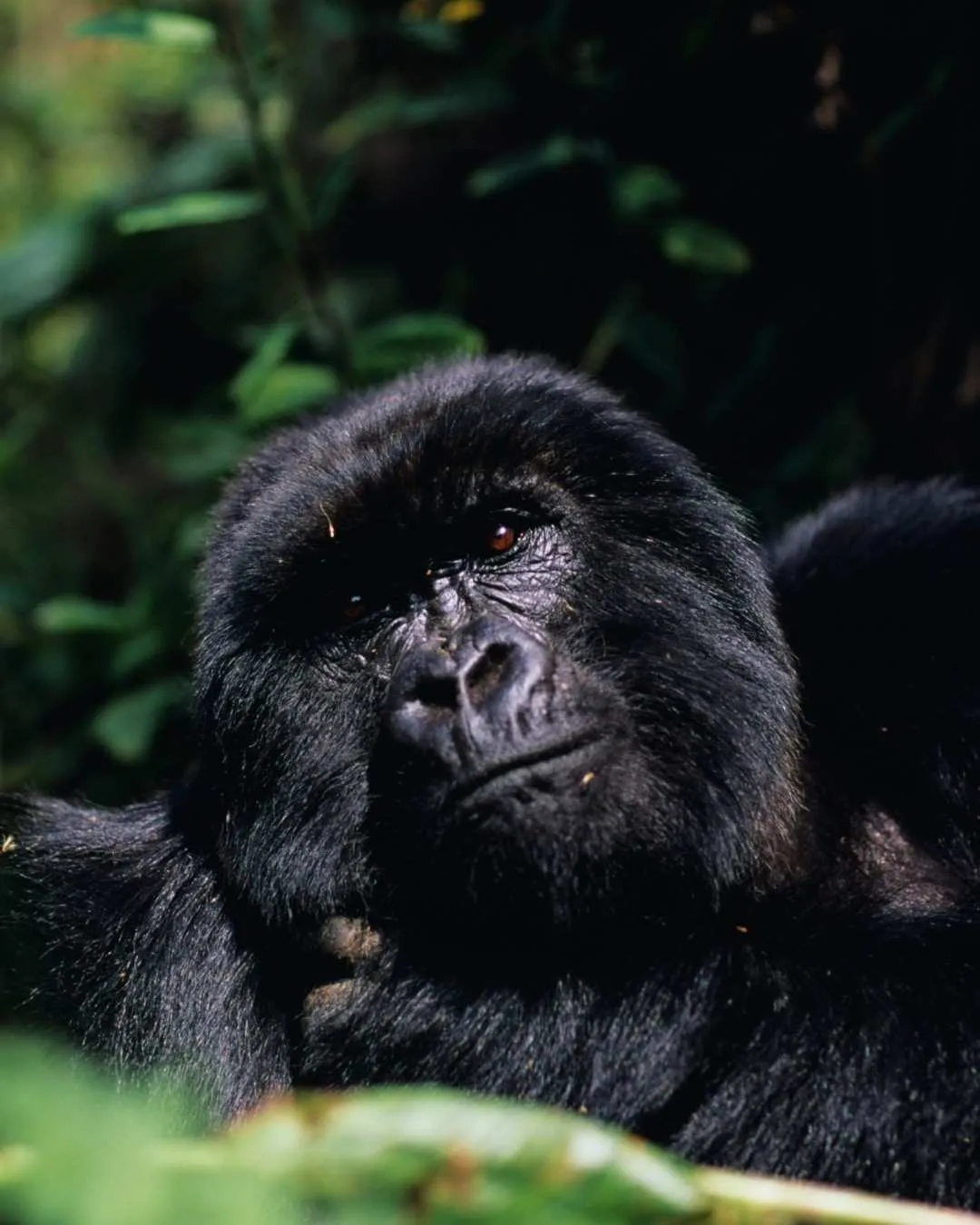 Gorilla trekking in Bwindi, Uganda