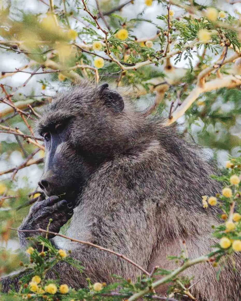 12-Day Primate & Wilderness Safari