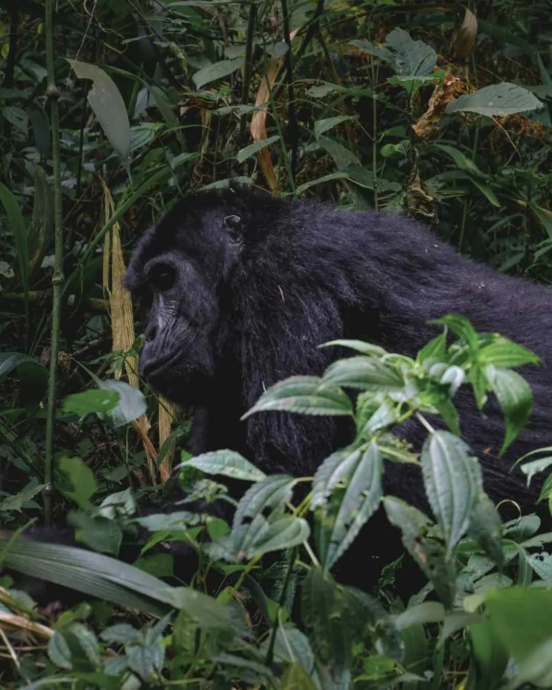 4-Day Rwanda Gorilla Safari