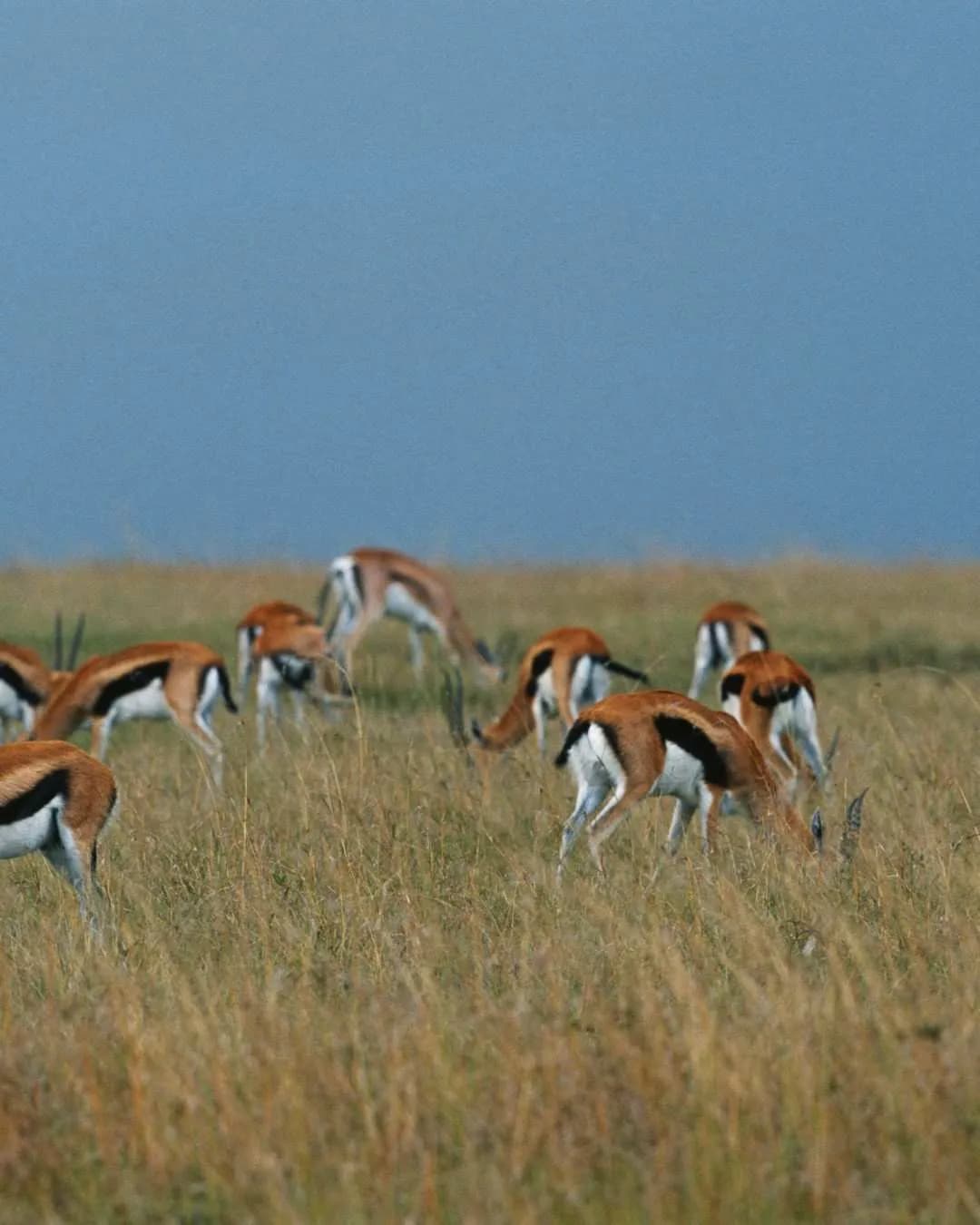 8-Day Southern Circuit Safari: Mikumi & Ruaha