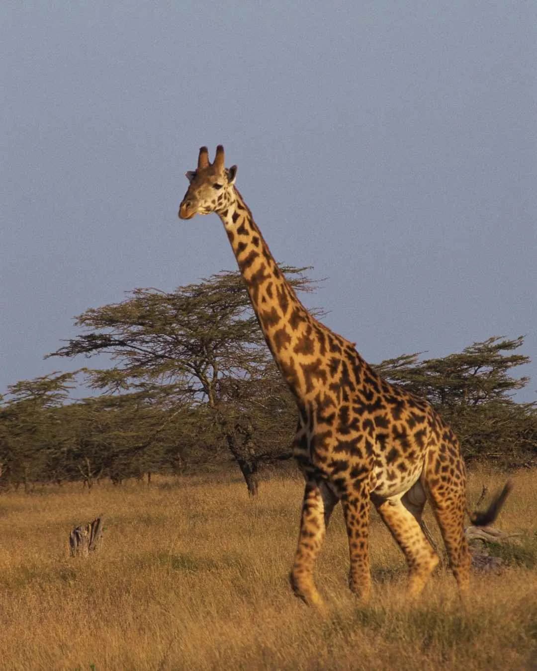 8-Day Southern Circuit Safari: Mikumi & Ruaha