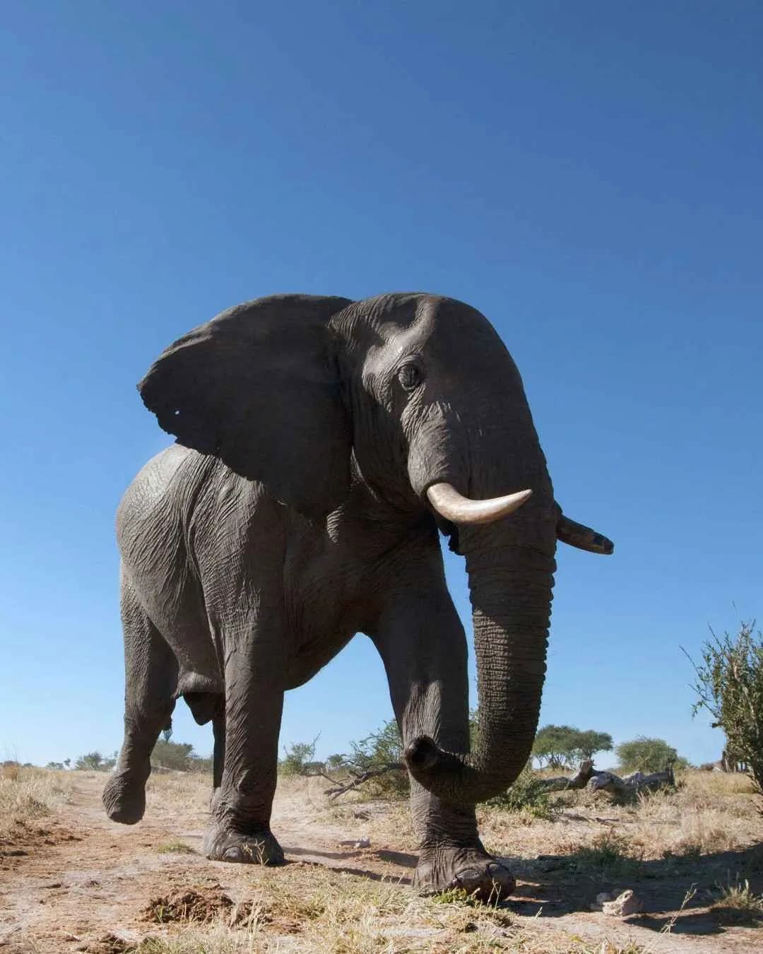 8-Day Southern Circuit Safari: Mikumi & Ruaha