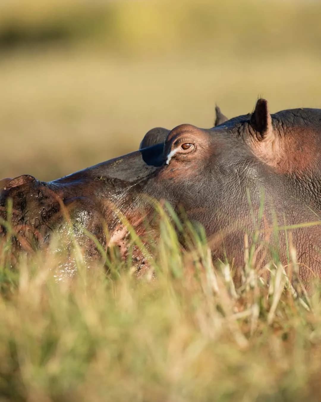 7-Day Tanzania Safari: Serengeti & Ngorongoro