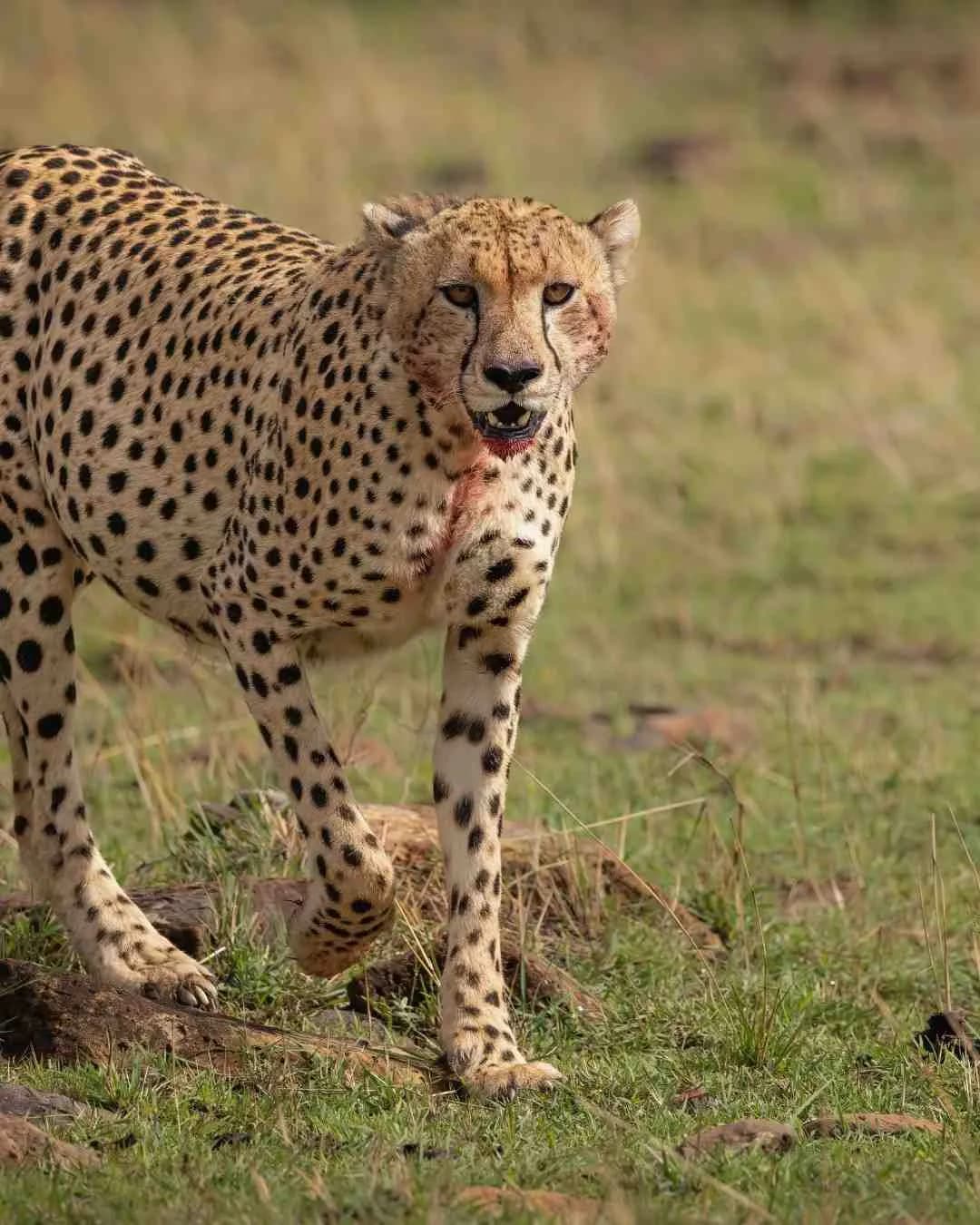 Great Migration season in the Serengeti, Tanzania