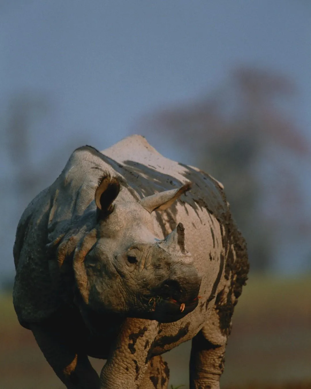 7-Day Kenya Wildebeest Migration Safari
