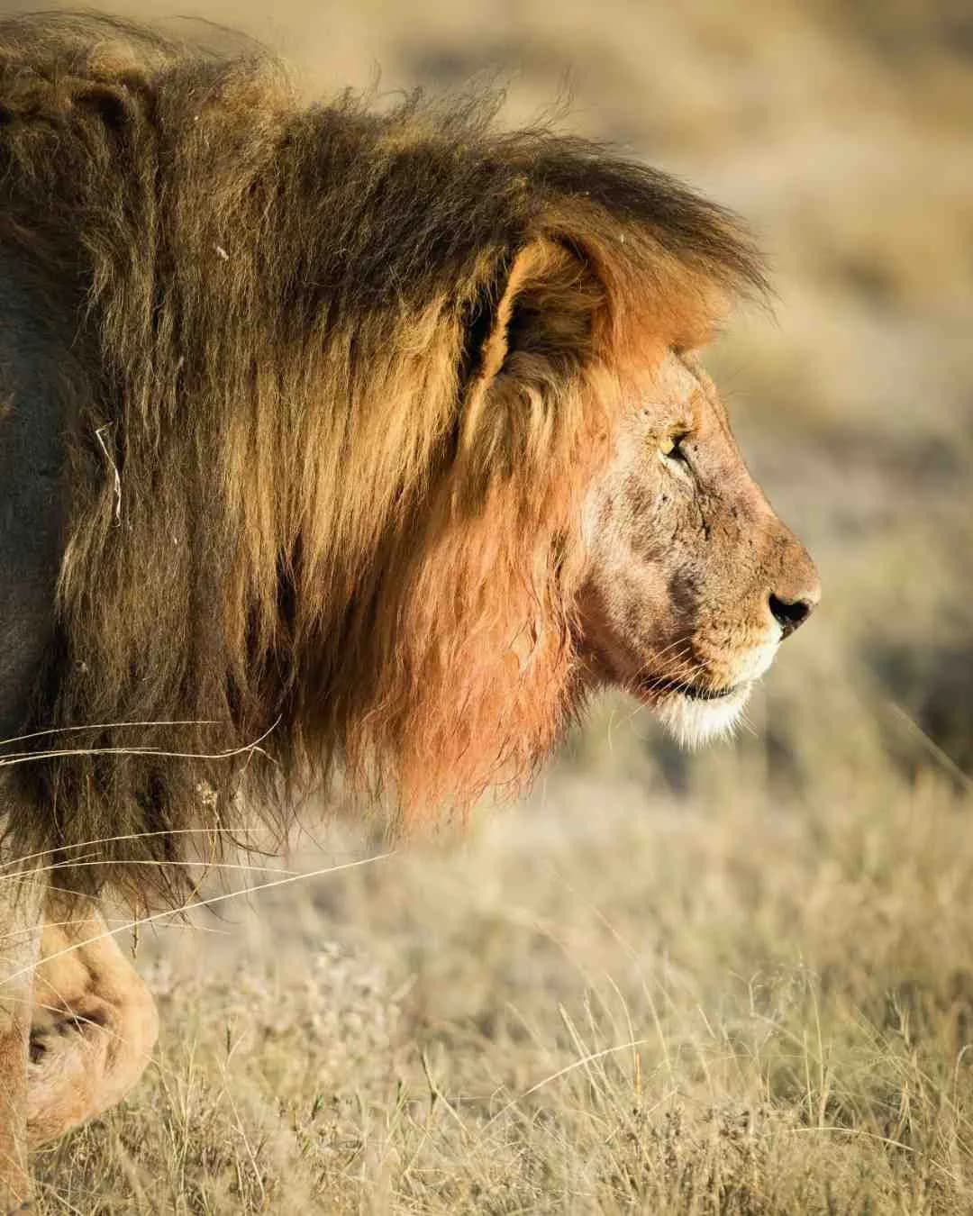 Honeymoon Safari Tanzania Luxury
