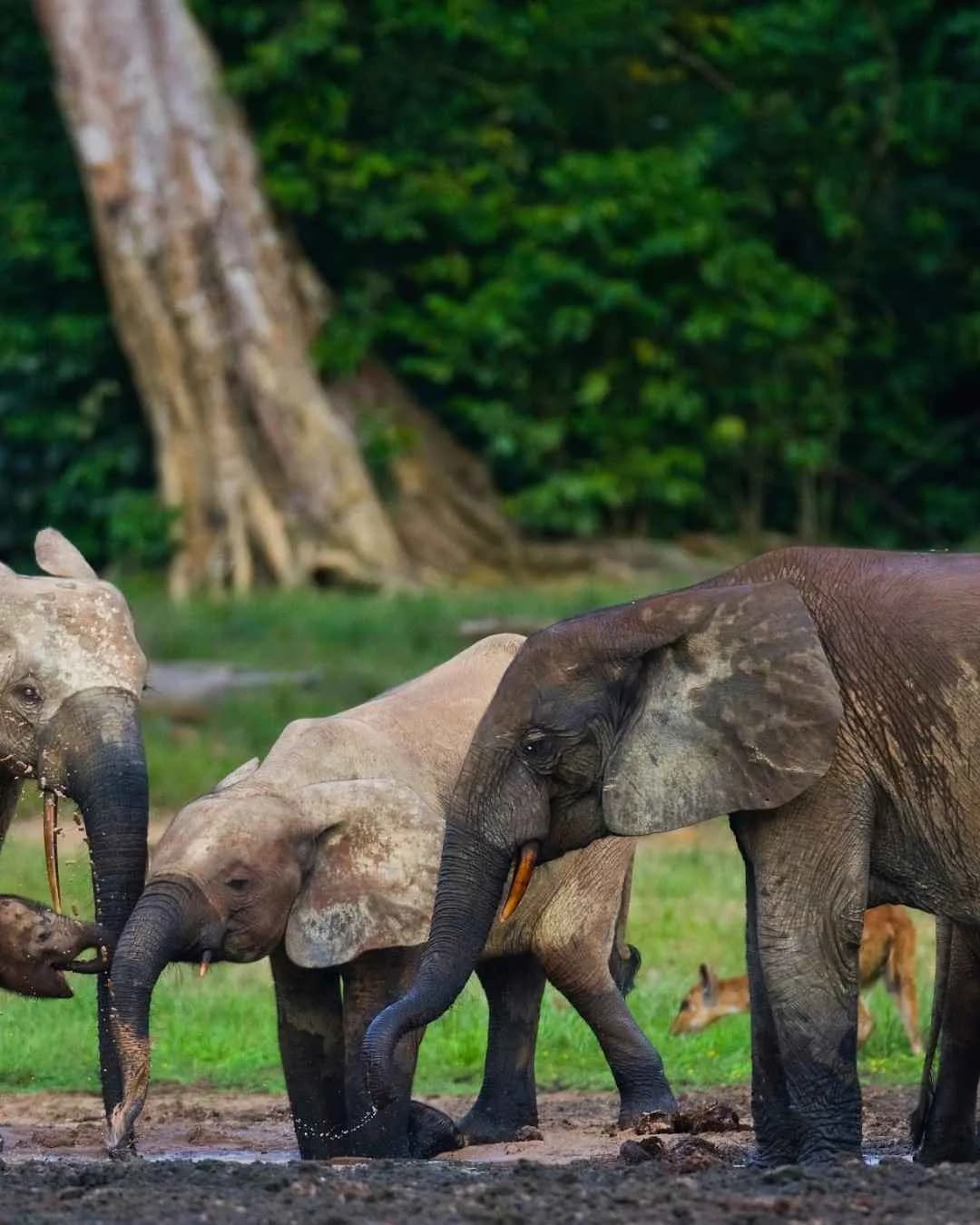 Wildlife and nature in Tanzania