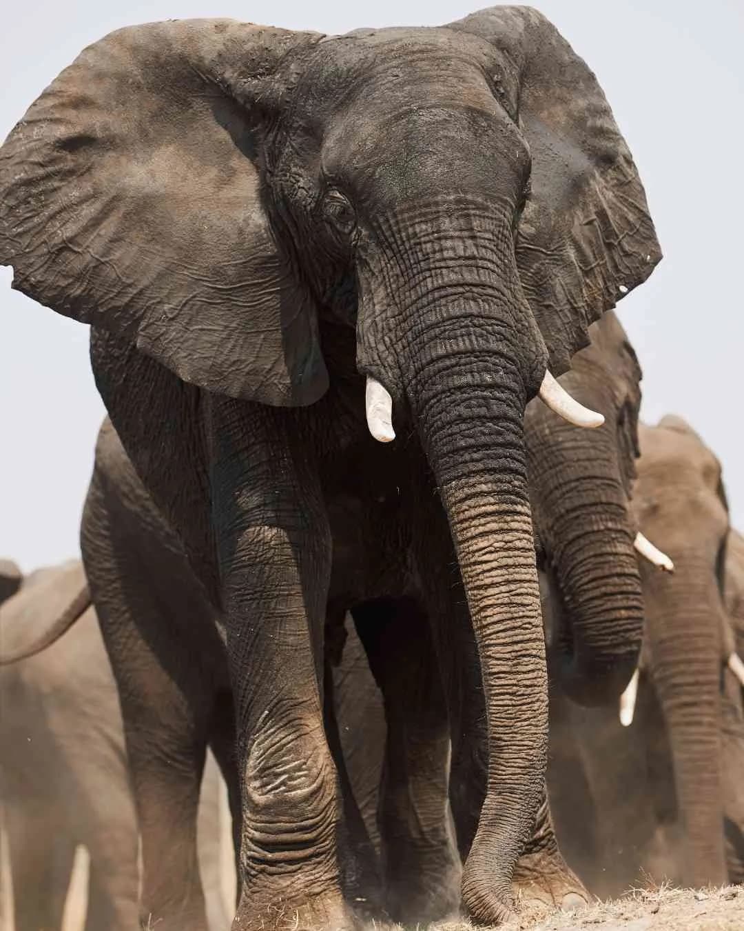 Tanzania safari landscape
