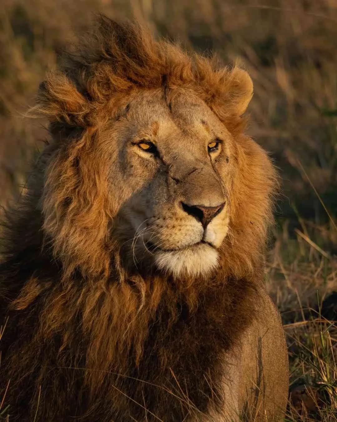 7-Day Tanzania Safari: Serengeti & Ngorongoro