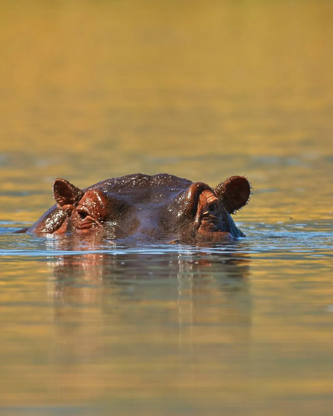 10-Day Southern Tanzania Extended Safari