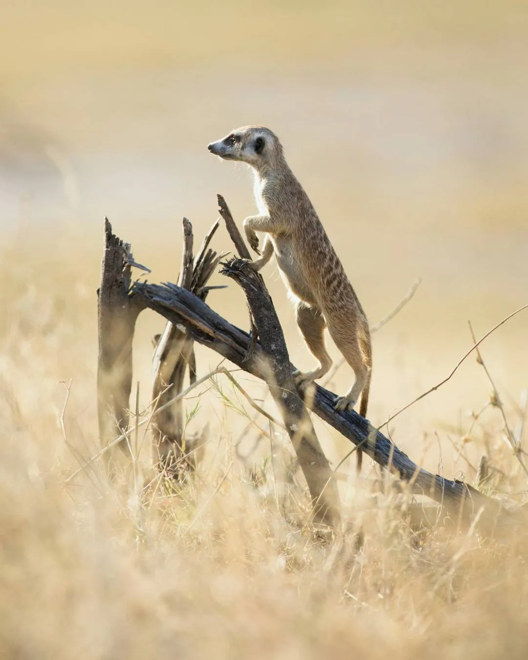 7‑Day Fly‑In Luxury Safari: Grumeti & Ngorongoro