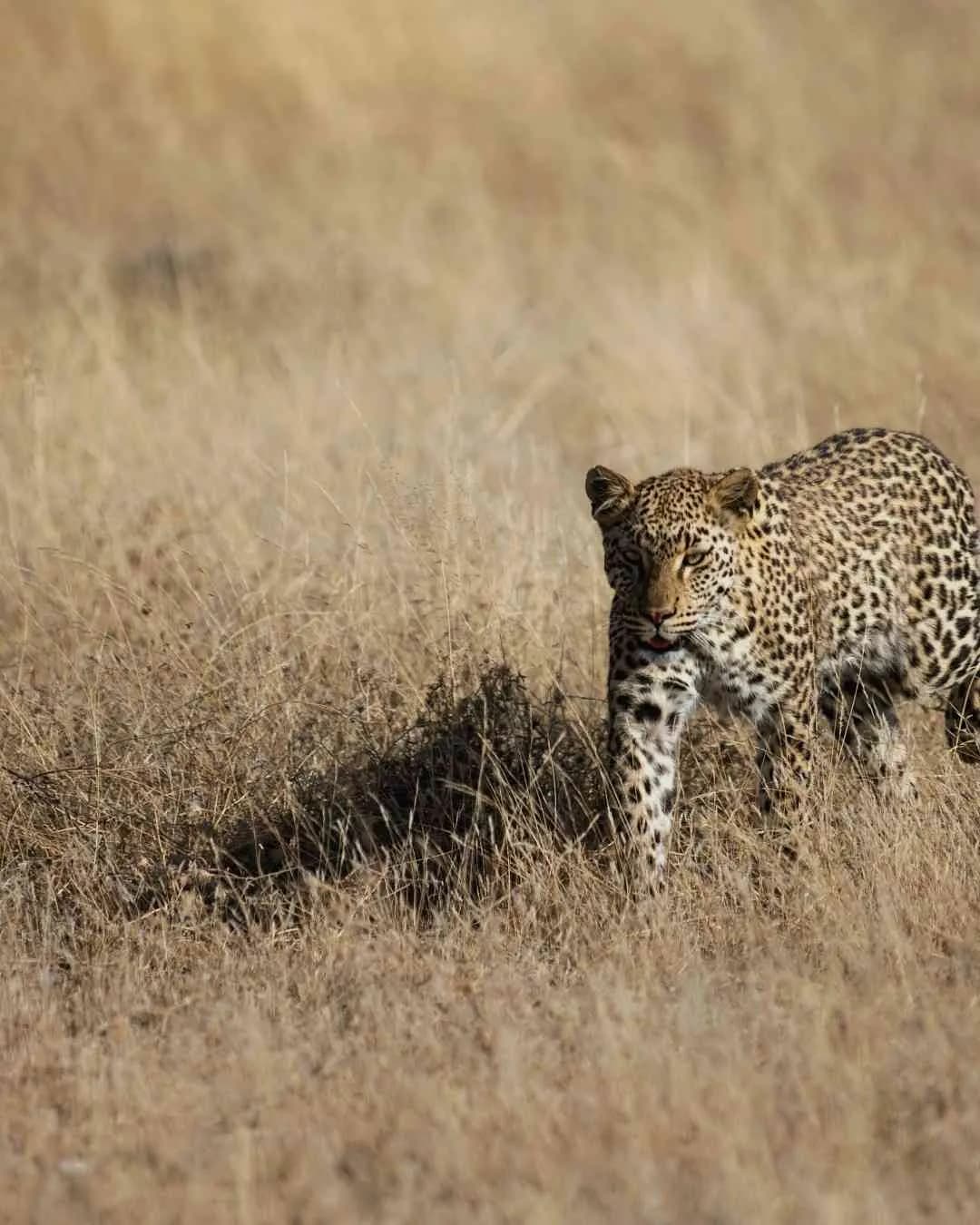 7‑Day Tanzania Safari – Grumeti Signature Luxury