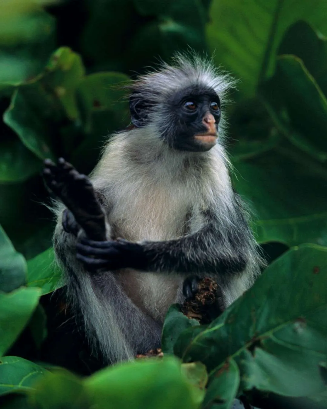 12-Day Primate & Wilderness Safari