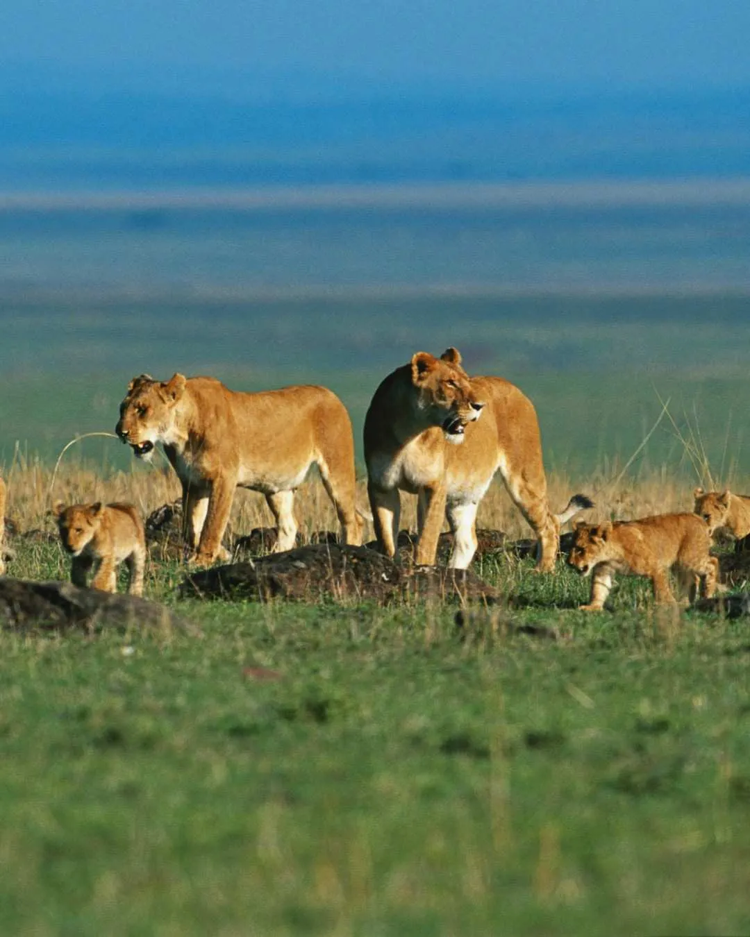 Tanzania Safaris — featured travel experience in Tanzania