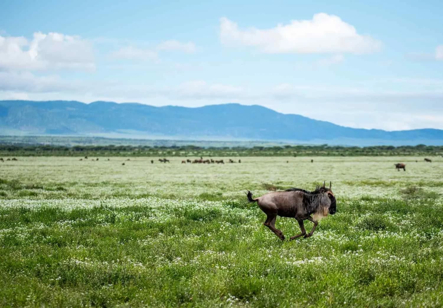 9-Day Great Migration Safari — Northern Serengeti & Mara River
