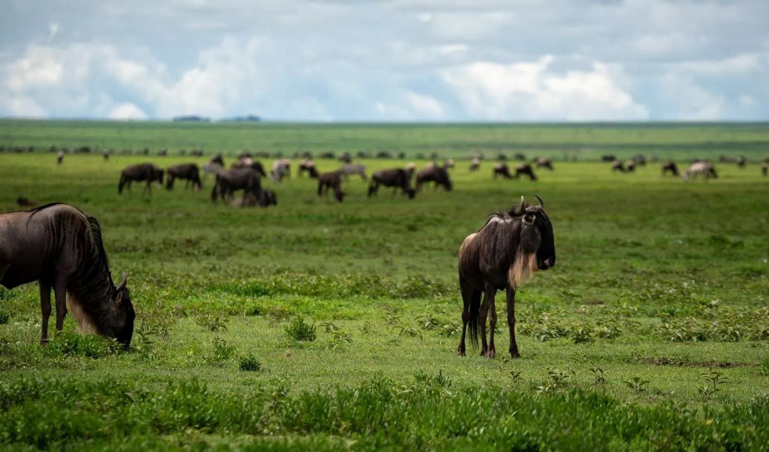 9-Day Great Migration Safari — Northern Serengeti & Mara River