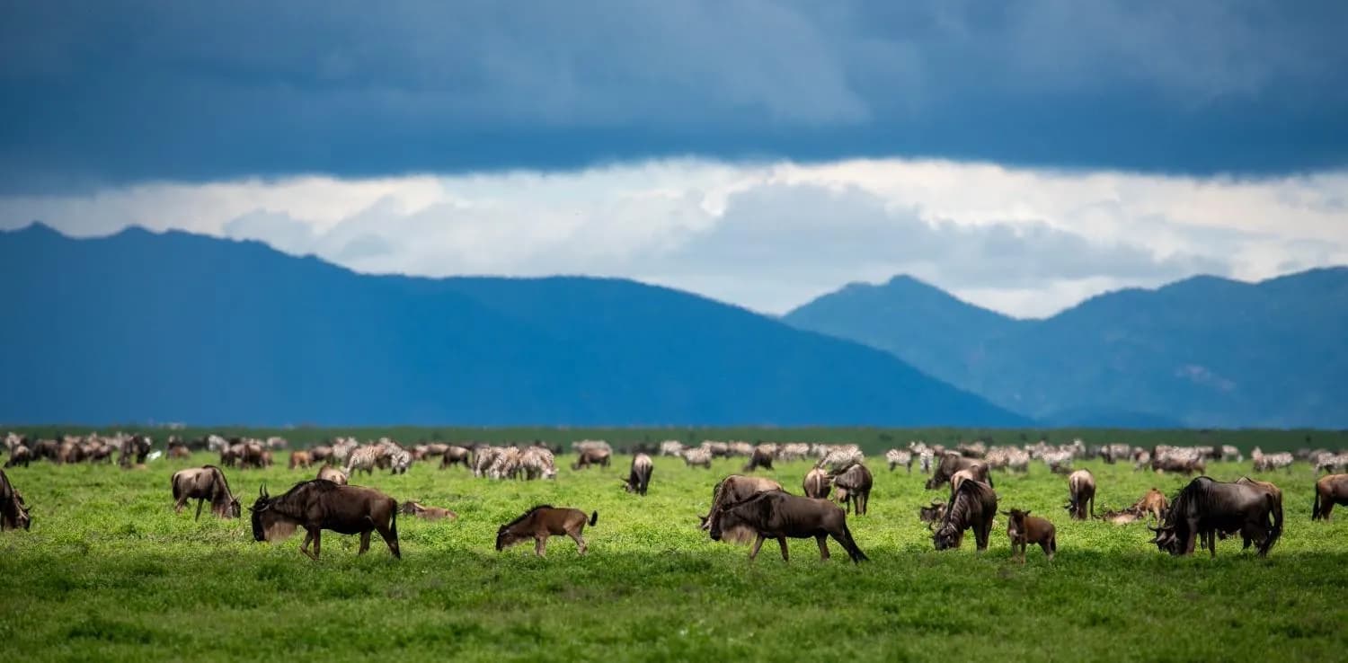 9-Day Great Migration Safari — Northern Serengeti & Mara River