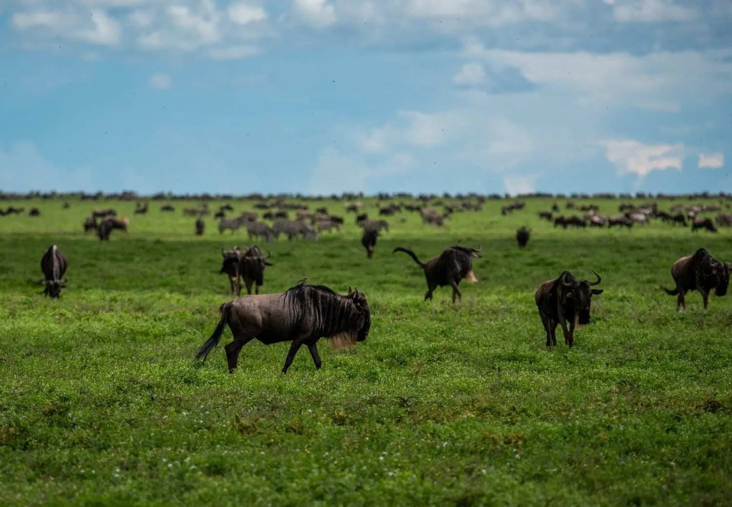 9-Day Great Migration Safari — Northern Serengeti & Mara River