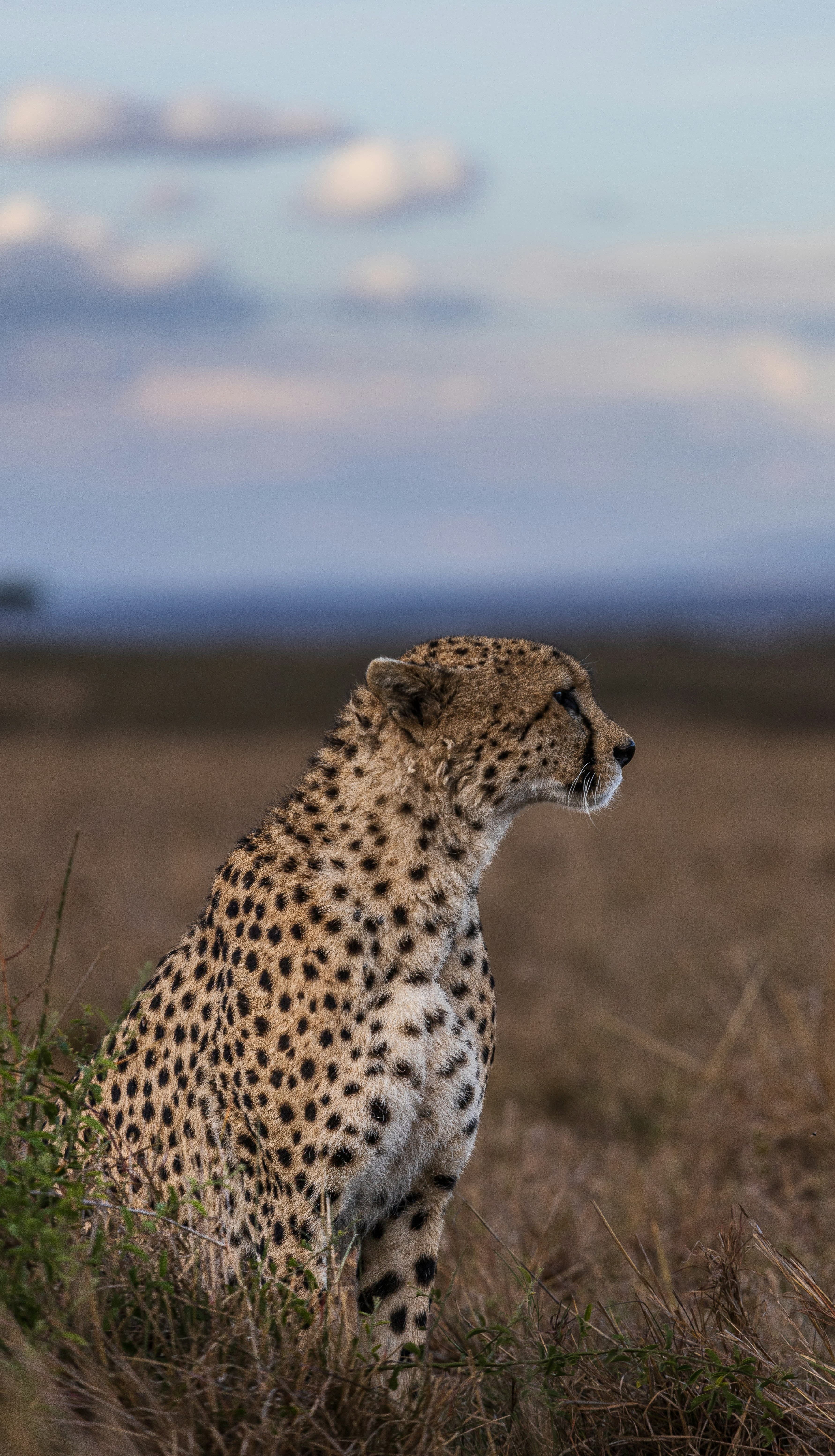 Masai Mara Luxury Camp