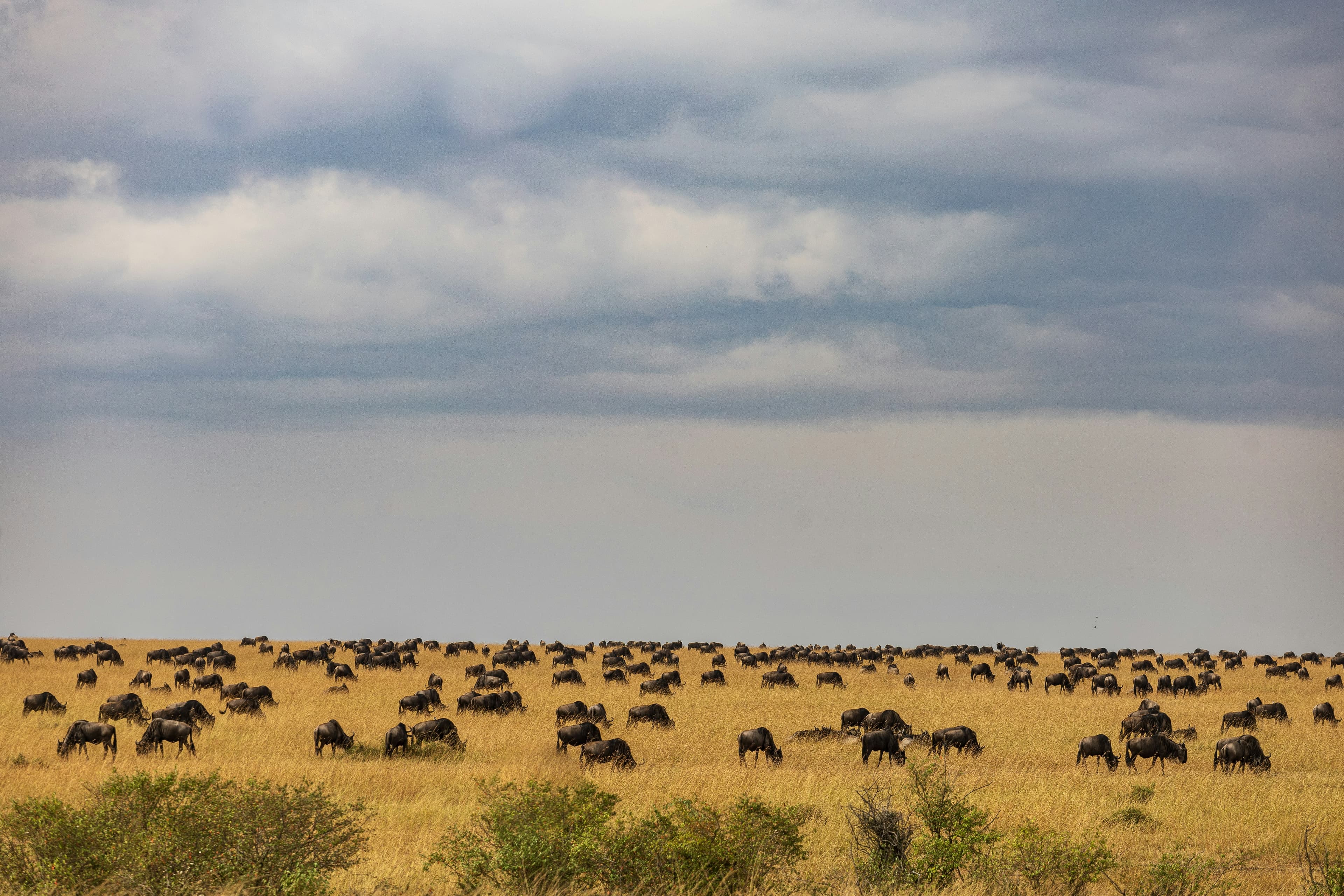 10-Day Scenic South Safari