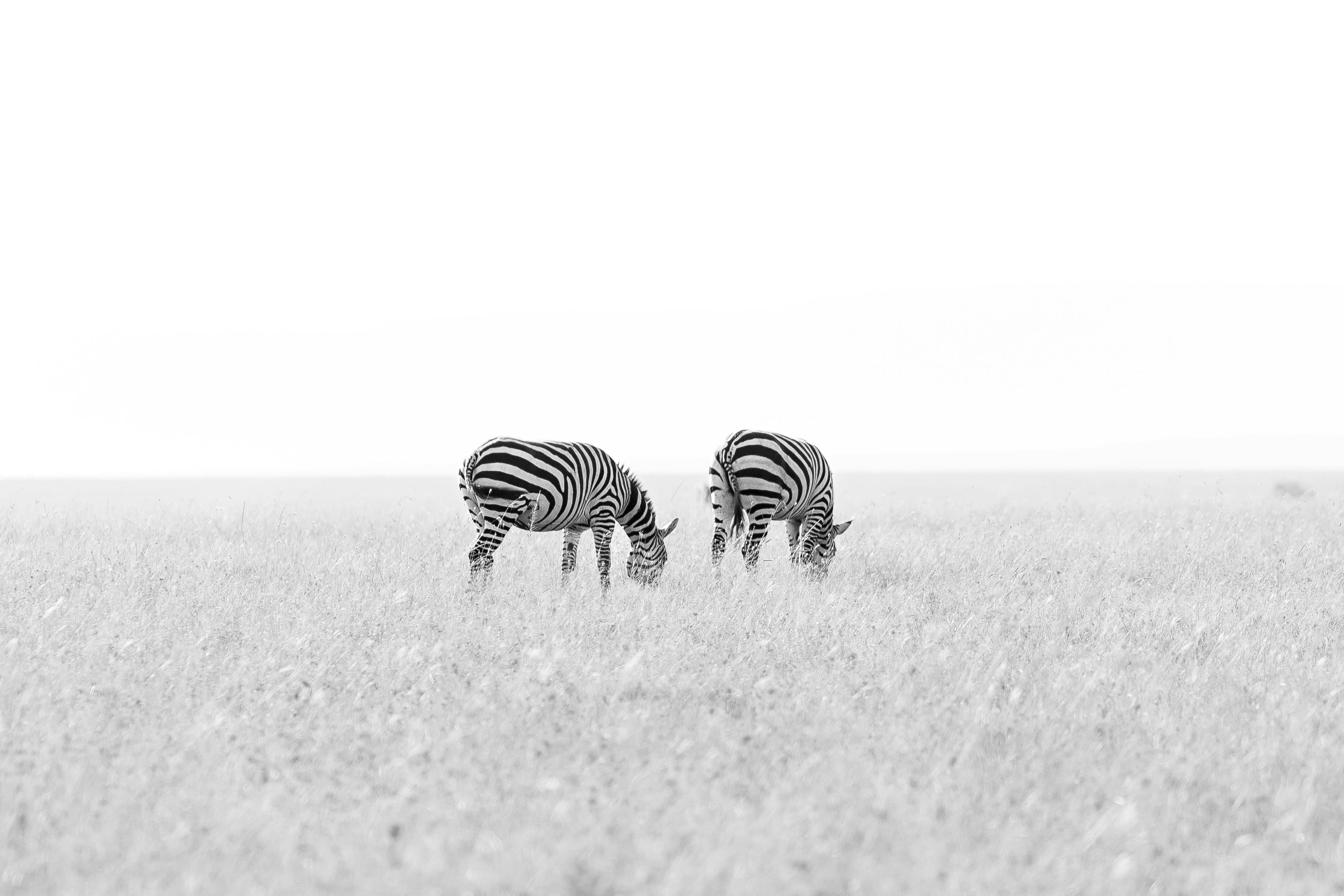 10-Day Scenic South Safari
