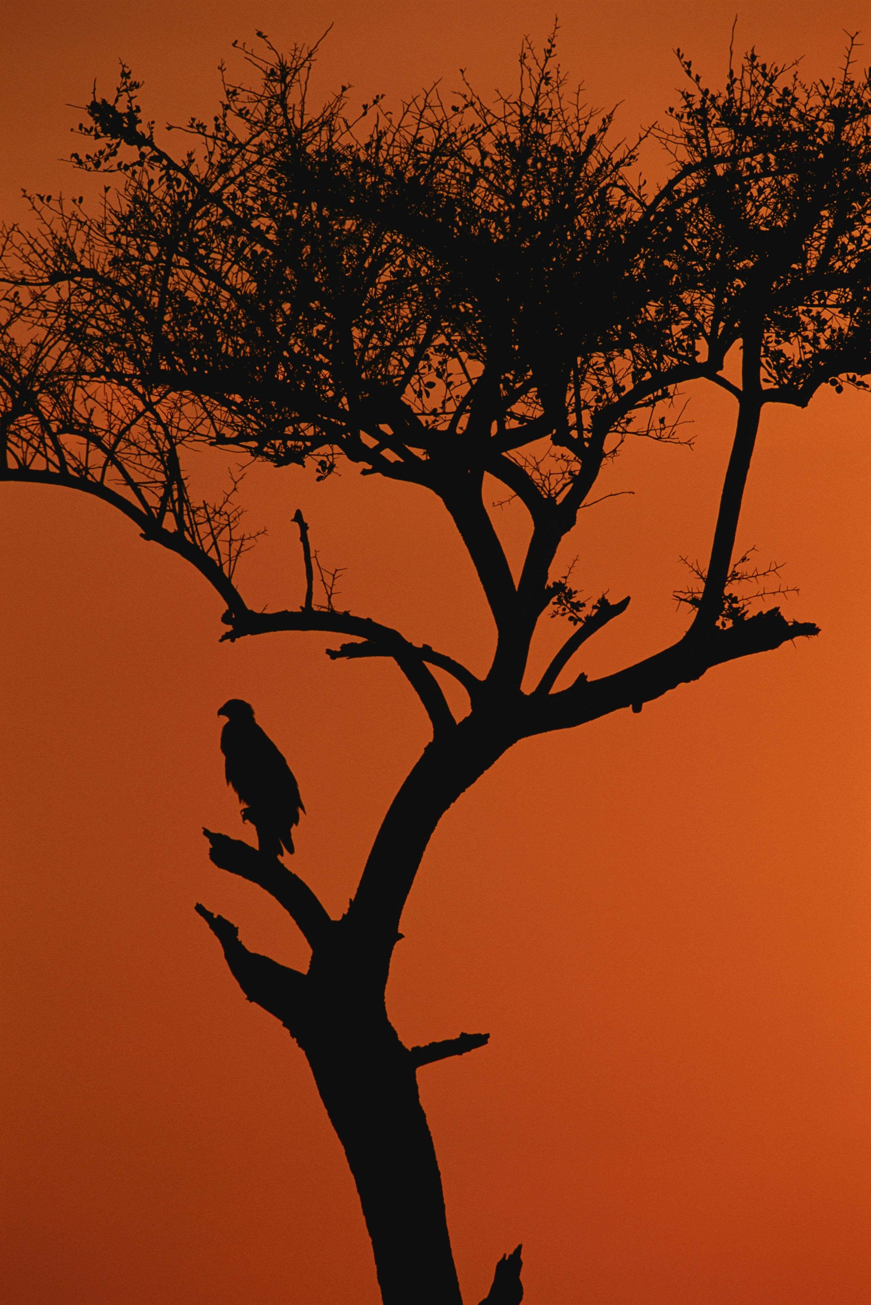 Sunset over the Serengeti plains in Tanzania