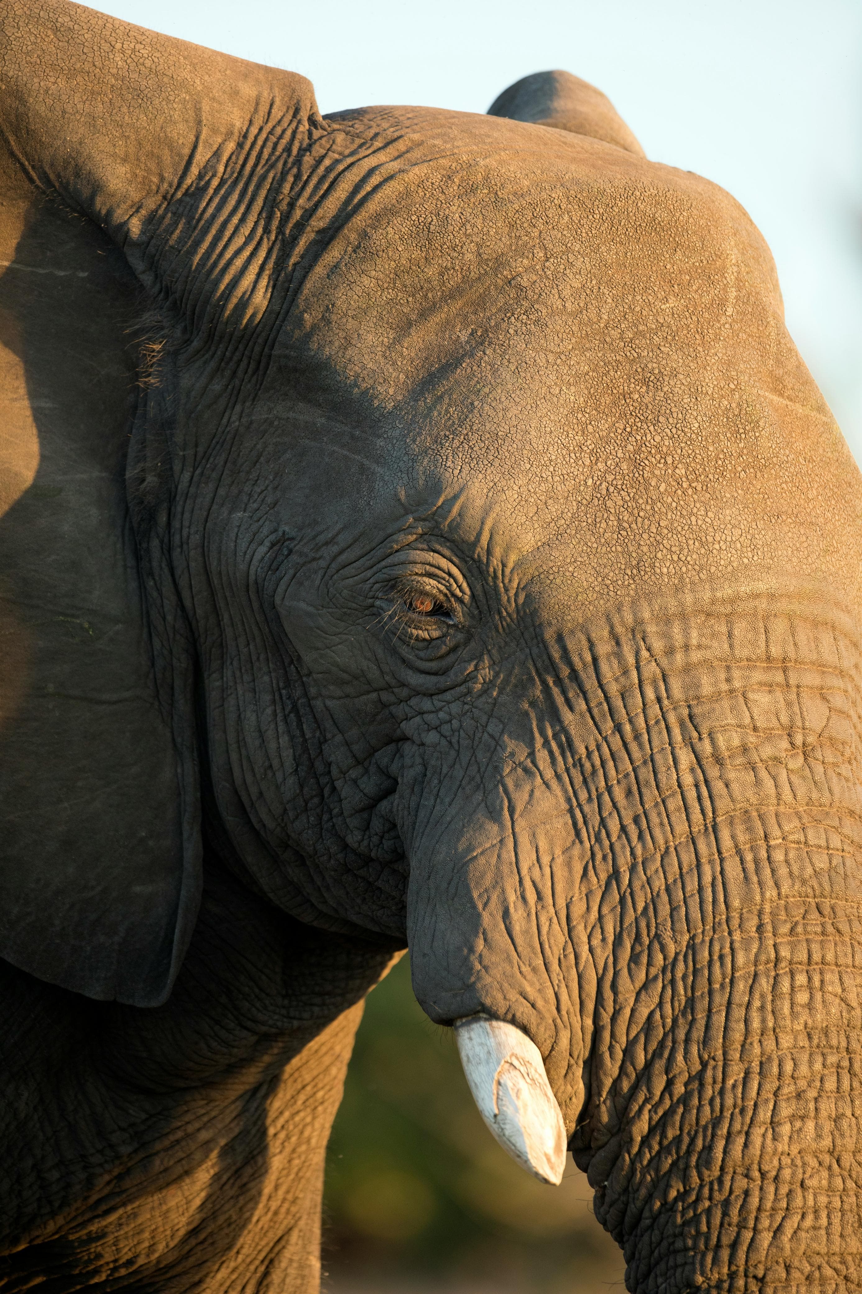 Ruaha National Park