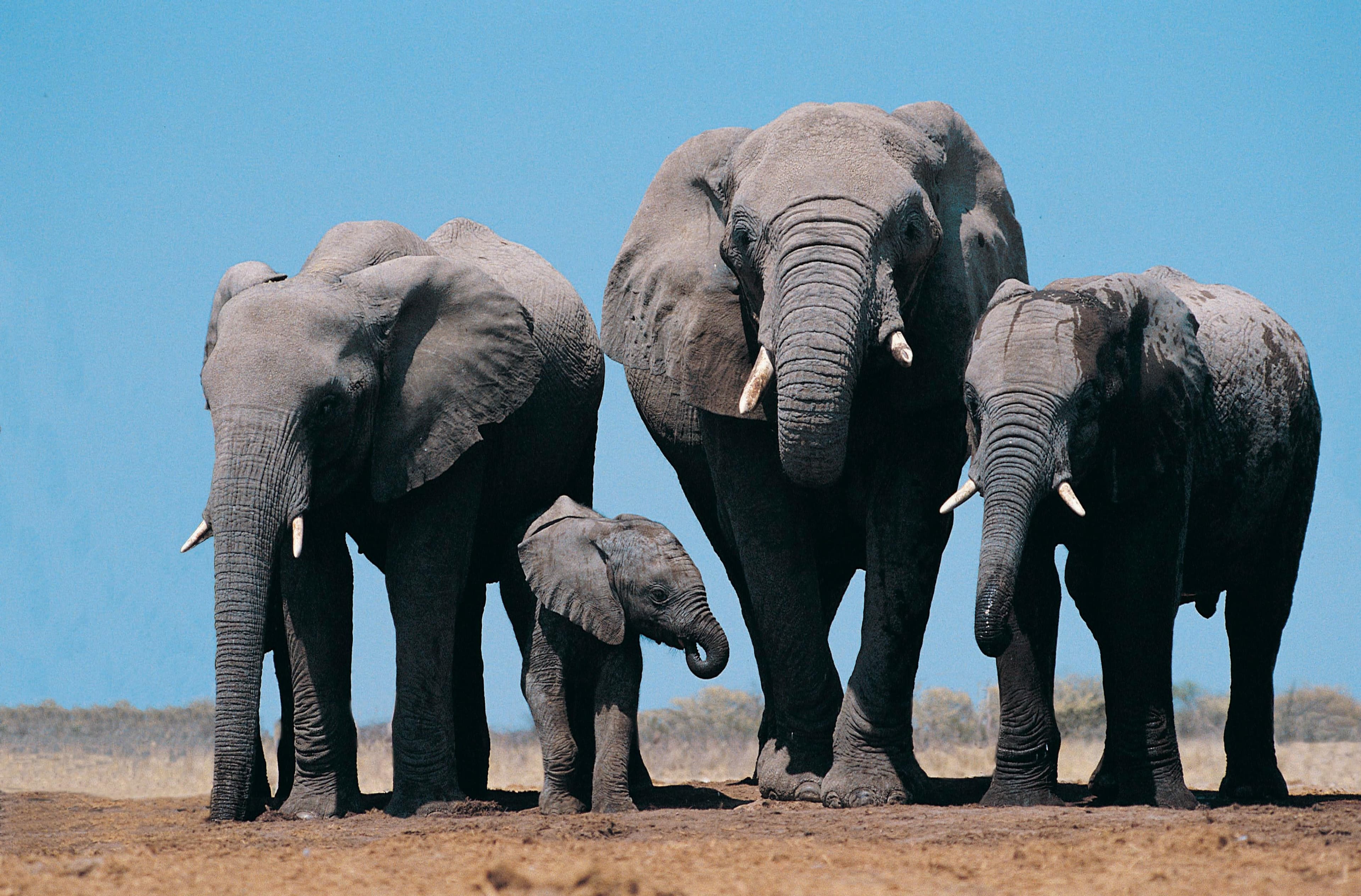 Volunteer wildlife conservation