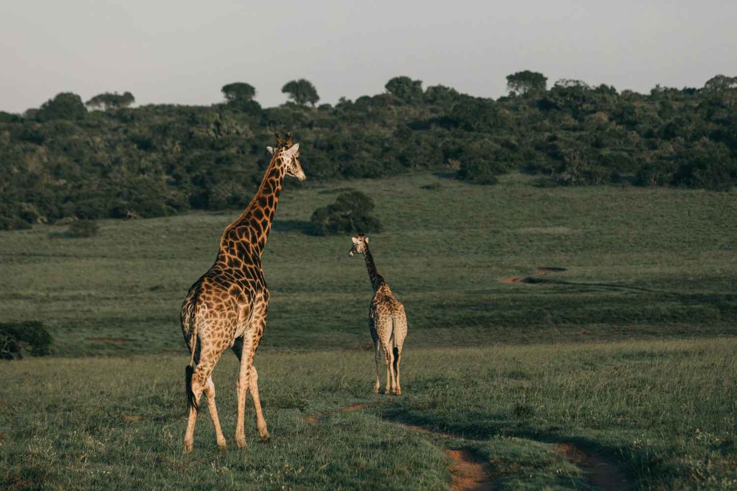 Golden sunset over Serengeti during afternoon game drive
