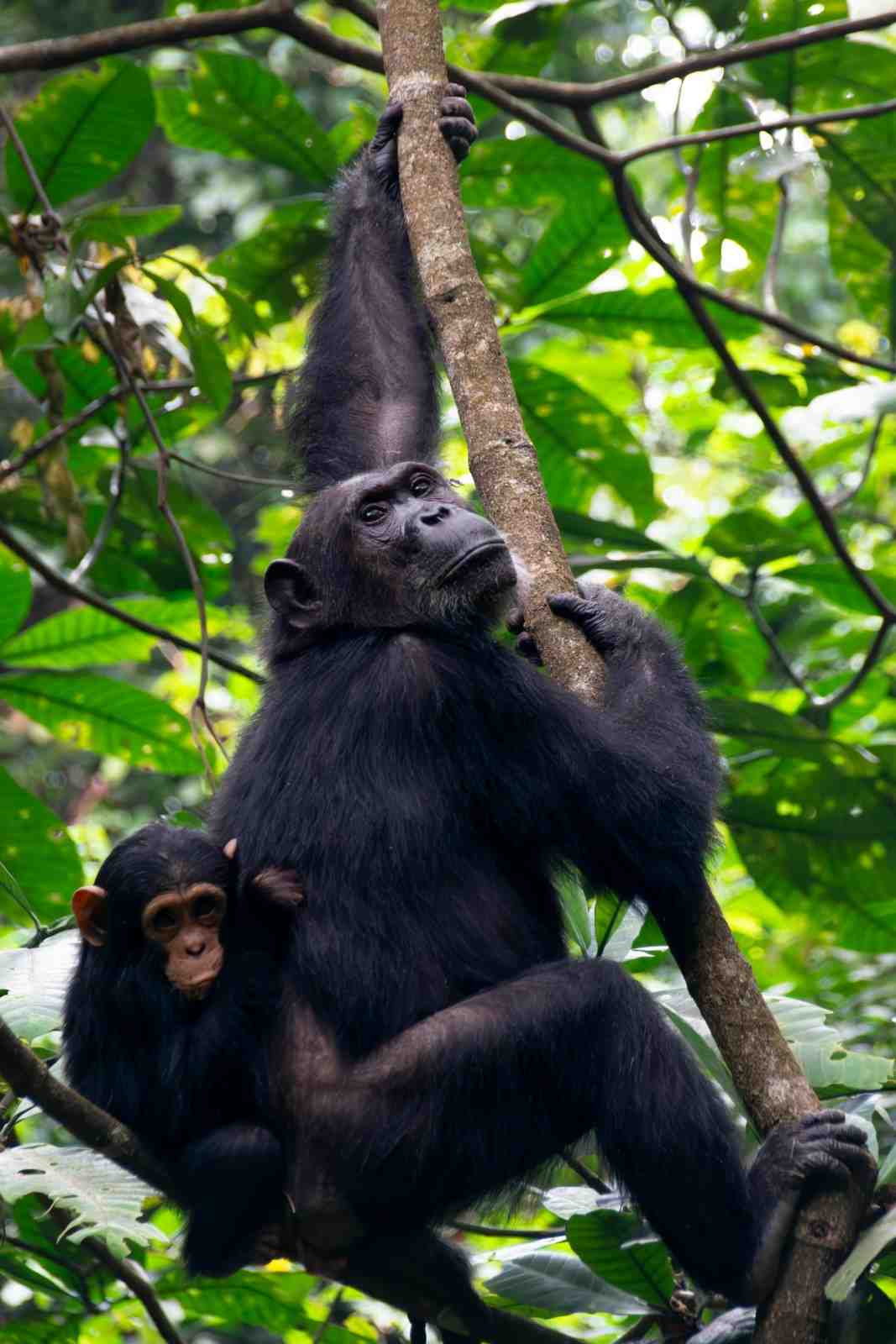 Chimpanzee Trekking