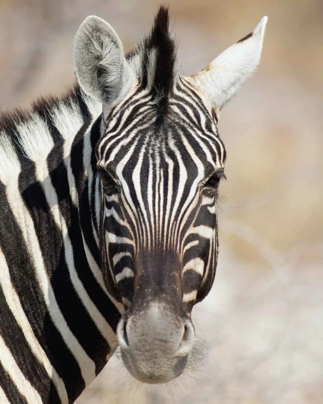 Wildlife in Serengeti National Park, Tanzania