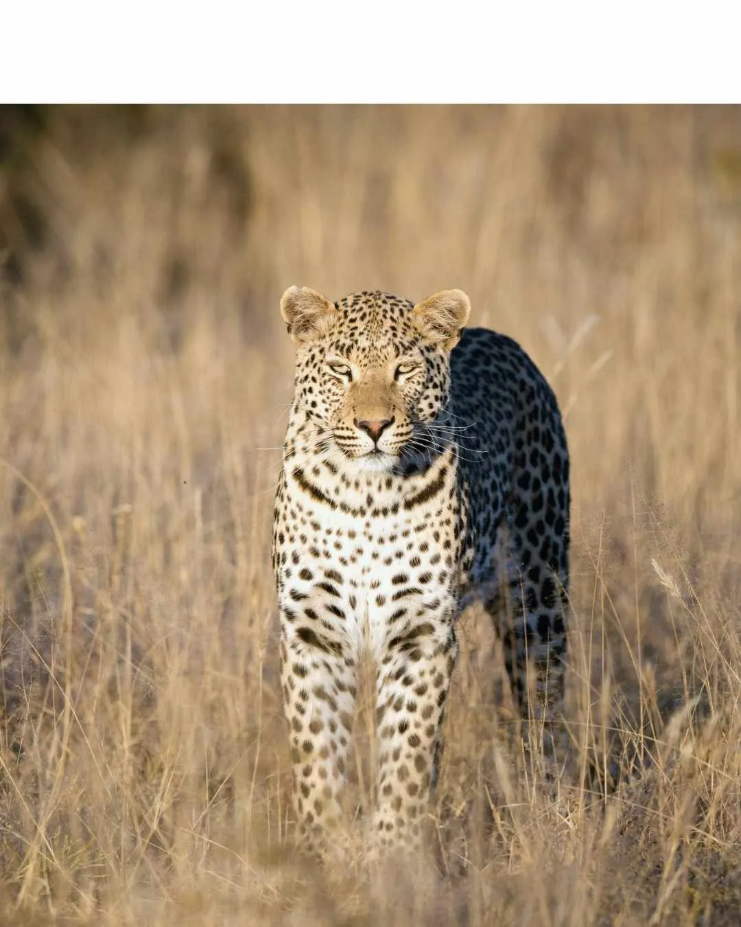 Safari holiday season travel in Tanzania