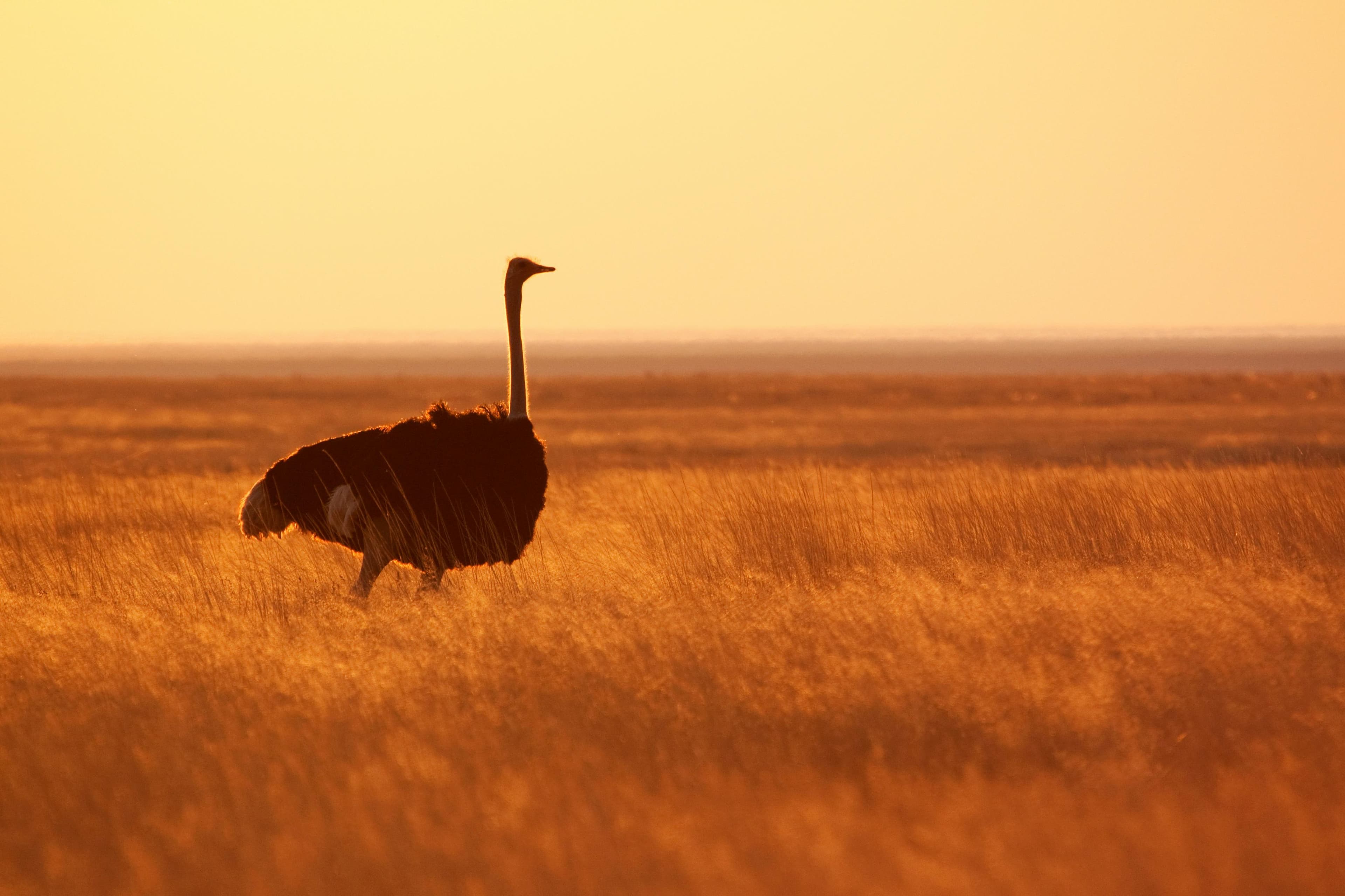 Katavi National Park