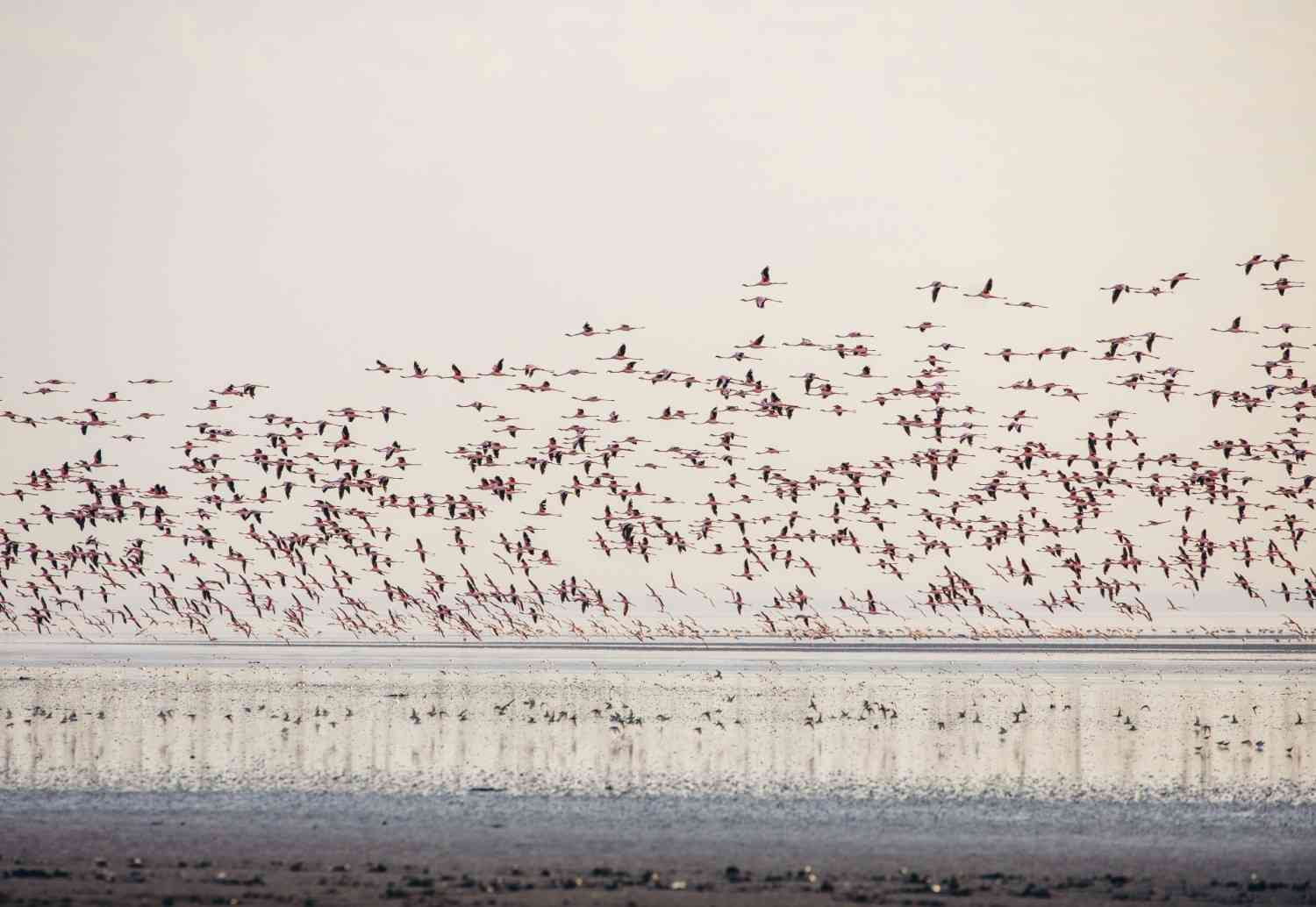 moivaro lake natron tented camp accommodation image
