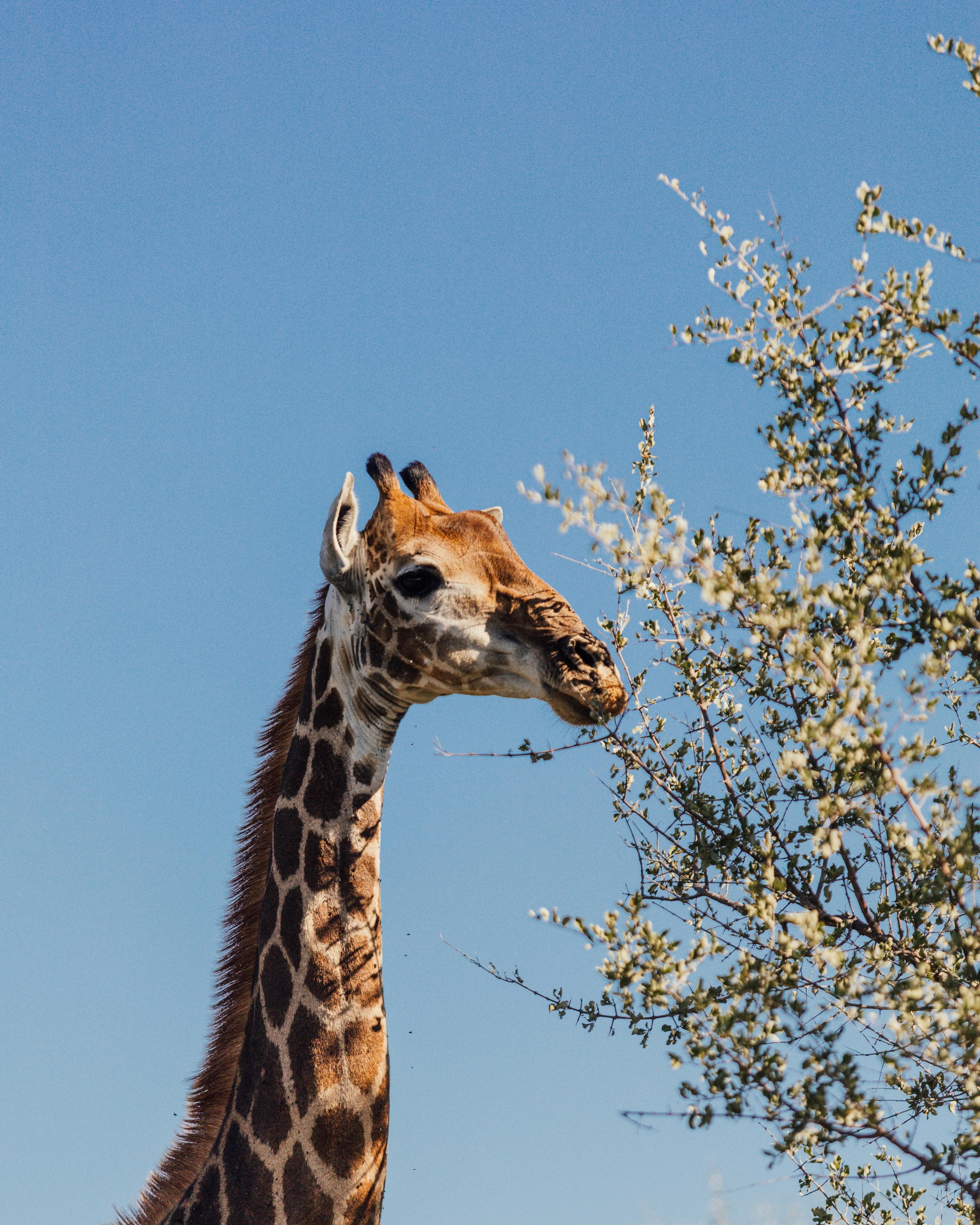 Wildlife encounters
