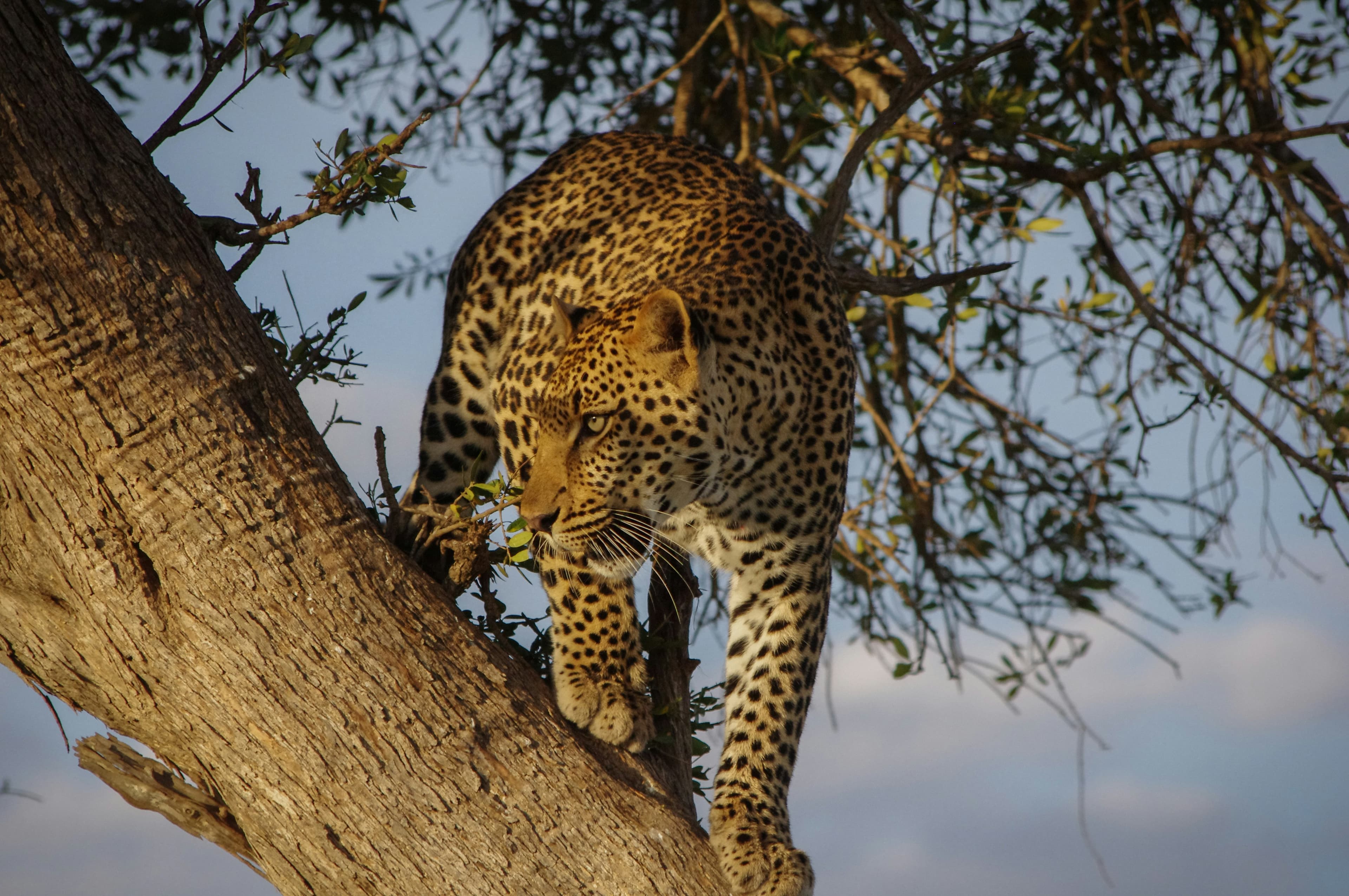 Big cat in a tree