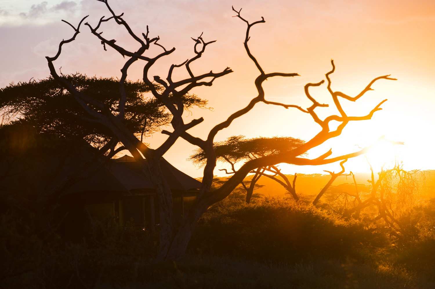 Masek Tented Lodge (TWC) Tented Camp in Ndutu featuring Ndutu Calving, Luxury Tents