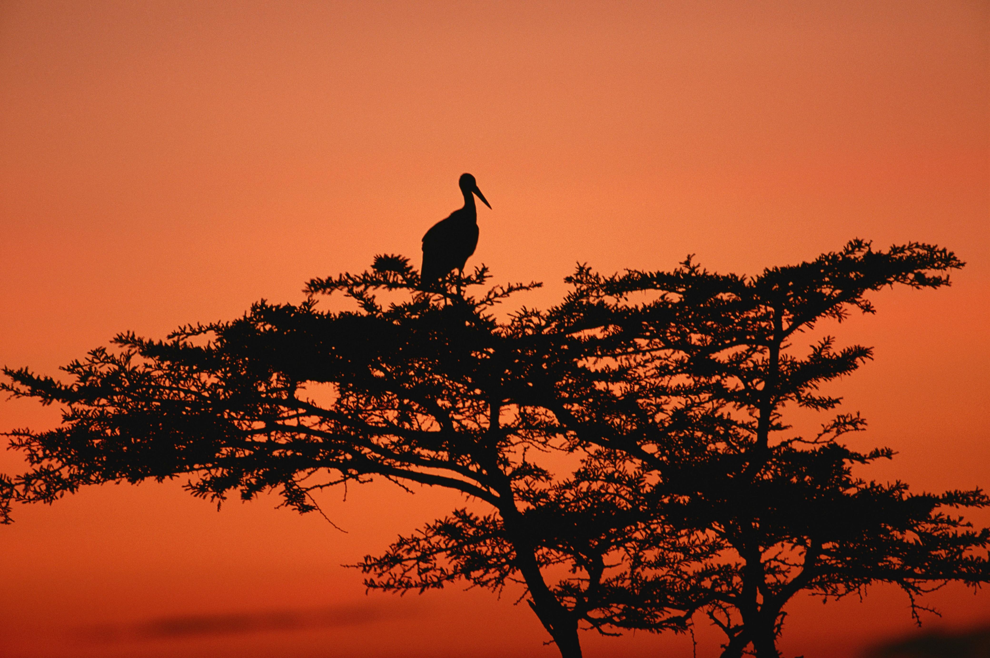 Tarangire National Park