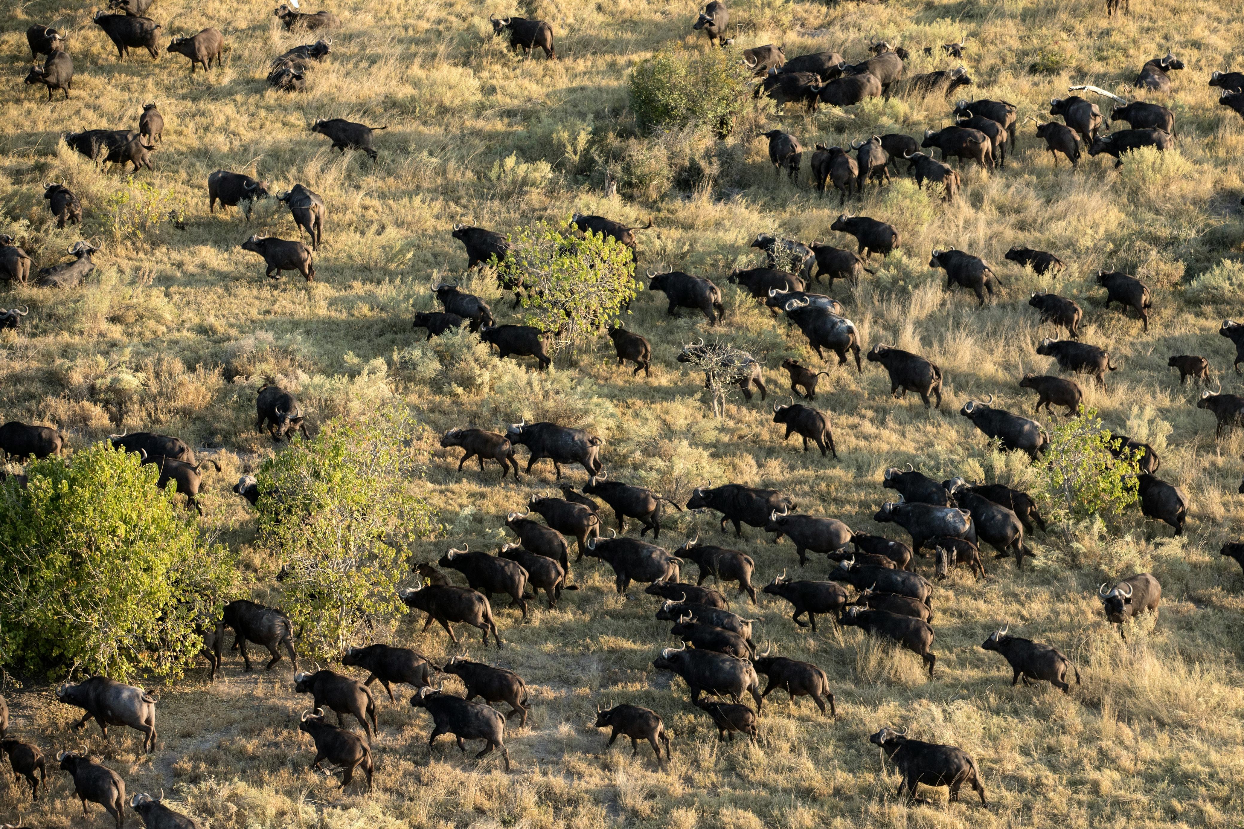 The Great Migration: Following 2 Million Wildebeest Across the Serengeti