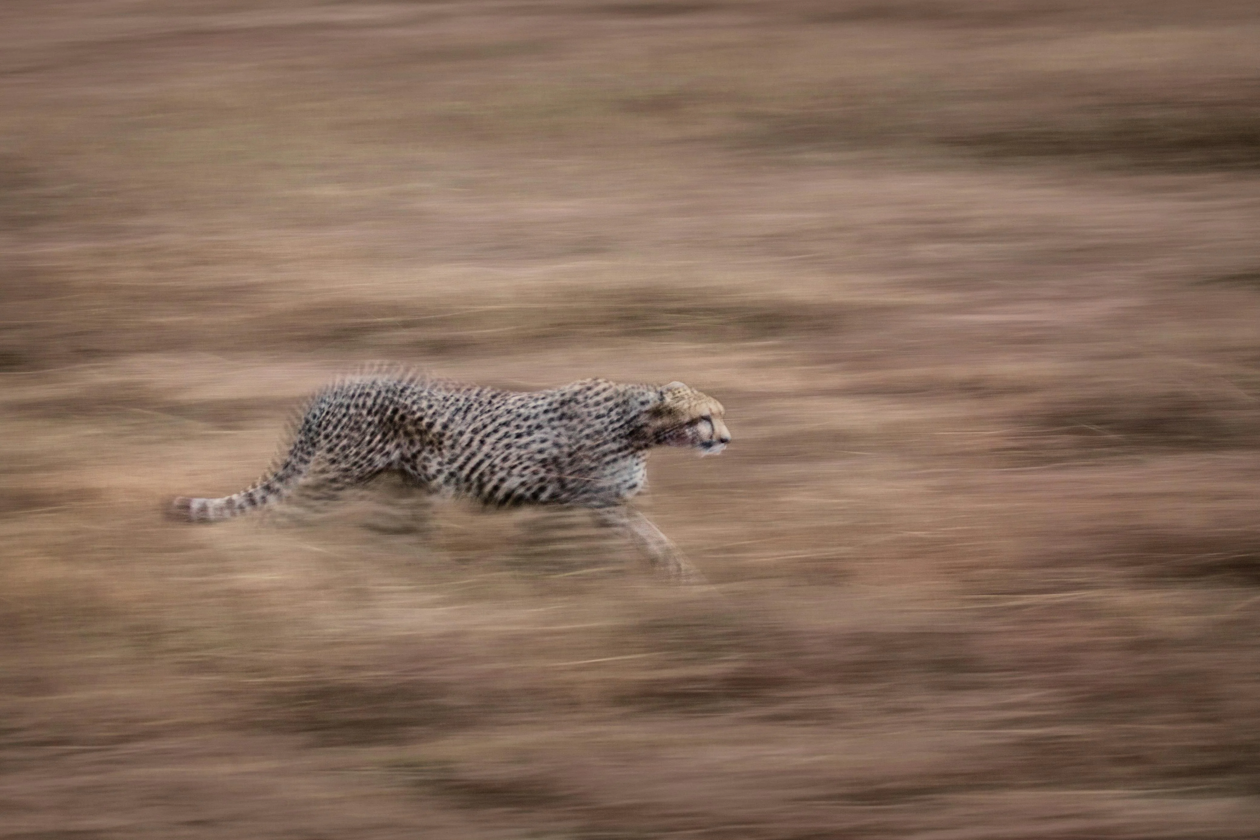 Predator in motion on the savannah