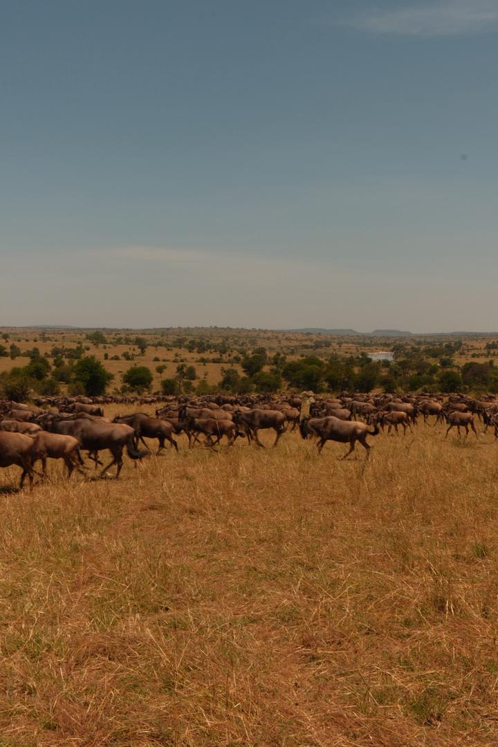 Wildebeest migration