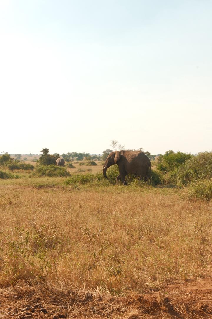 Wildlife captured on the expedition