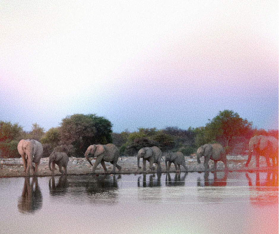 Wildlife and safari scenery in Tanzania's Southern Circuit — Ruaha National Park