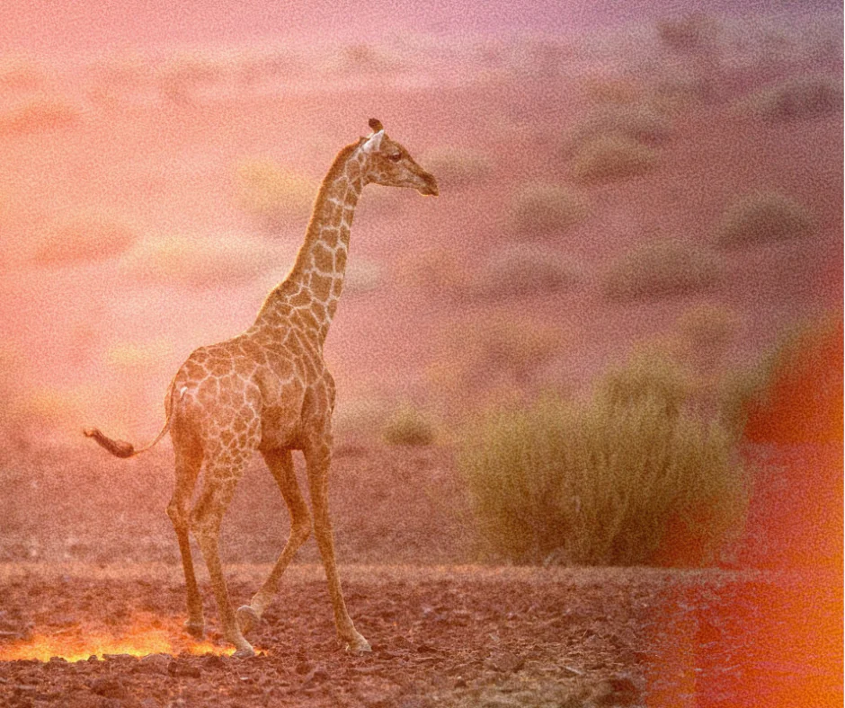 Wildlife and safari scenery in Tanzania's Southern Circuit — Mahale Mountains National Park