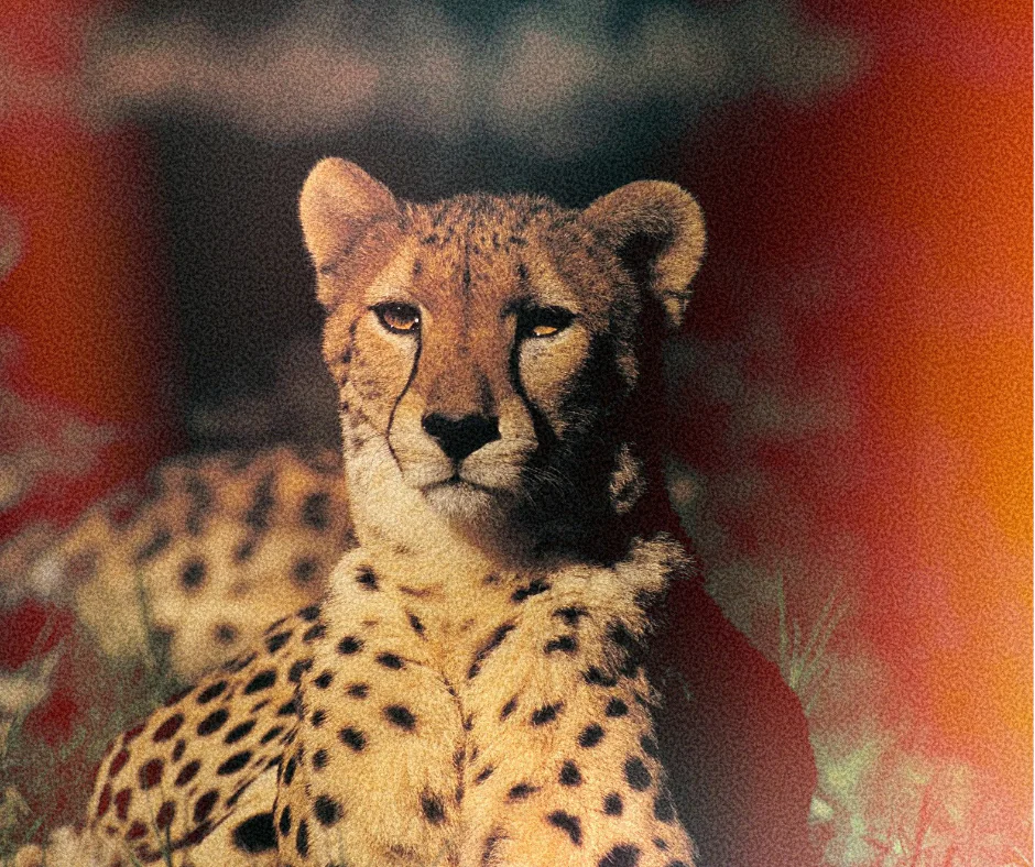 Wildlife and safari scenery in Tanzania's Southern Circuit — Mikumi National Park